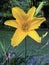 A perfect yellow daylilly wide open