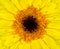 Perfect Yellow Gerbera Flowerhead Macro Closeup