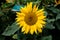 A perfect yellow sunflower with a bee sitting in the middle of the blooming flower