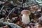 Perfect young porcini mushroom (boletus edulis) in autumn