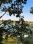 Perfectly captured tree and leaves with a water pond in the backdrop