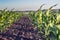 Perfectly flat row of young corn in knee against sky background