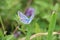 Perfectly, magically small blue butterfly in amazing green garden with beautifull nature.