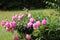 Perfectly, magically small pink flowers in amazing green garden with beautifull nature.