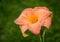 Perfectly Peachy Daylily on green background