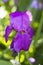 Perfectly Purple Tall Bearded Iris Blossom