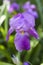 Perfectly Purple Tall Bearded Iris Blossom