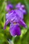 Perfectly Purple Tall Bearded Iris Blossom