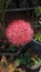 Perfectly round Scadoxus multiflorus flowers