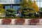 Perfectly shaped evergreen shrubs in public park with modern glass office building