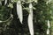 Perfectly shaped snake gourd is matured enough for harvesting. Green background depicts the plantation method farmers follow