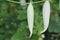 Perfectly shaped snake gourd is matured enough for harvesting. Green background depicts the plantation method farmers follow