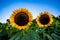 Perfectly symmetrical sunflower head growing in vibrant sunflower field