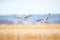 perfectly synchronized geese flight over field