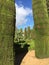 Perfectly trimmed conifer hedge in Cordoba