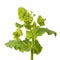 Perfoliate Alexanders plant on white background