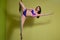 Perfomance of professional pole dancer