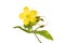 Perforate Saint John`s wort