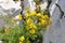 Perforate St Johns-wort