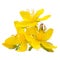 Perforate St Johns-Wort Flowers Isolated on White Background