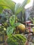 perforated widow flower and coconut bonsai,