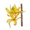 perfume aroma perfumery sketch blossom ylang-ylang