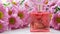 A perfume bottle surrounded by pink chrysanthemum flowers. Eau de toilette, eau de parfum, beauty concept