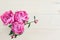 Perfume with floral scent. peony flowers and bottle of toilet water on pink background