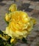 Perfume. Flower fragrance. The most fragrant yellow roses in the garden
