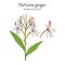 Perfume ginger hedychium spicatum , medicinal plant