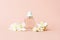 Perfume glass bottle and white jasmine flowers on peachy pink background. Closeup, front view. Copy space