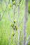 Perfume plant\'s little yellow flowers(Aglaia odorata)leaves