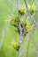 Perfume plant\'s little yellow flowers(Aglaia odorata)leaves