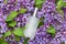 Perfumed water, eau de par fum with floral aroma. lilac and perfume in white transparent bottle in  spring flower background