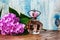 Perfumes and hydrangea on a blue wooden background