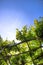 Pergola covered by the vine plant