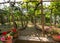 Pergola covered with vines, providing shade on hot days in Ravello, Amalfi Coast