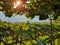 Pergola style wine cultivation near Bolzano, South Tyrol