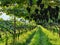 Pergola style wine cultivation in South Tyrol