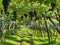 Pergola style wine cultivation in South Tyrol