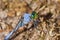 Perhaps Blue dasher dragonfly from Florida