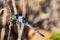 Perhaps Blue dasher dragonfly from Florida