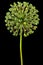 Perianth inflorescence of ornamental onion after flowering, isolated on black background