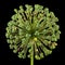 Perianth inflorescence of ornamental onion after flowering, isolated on black background