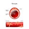 Pericyte anatomy. Structure of Blood vessel. Cross section of capillary