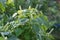 Perilla frutescens leaves and flowers.