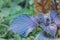 Perilla frutescens var crispa purpureared red shiso akajiso leaf close up