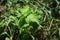 Perilla  Japanese shiso leaf  cultivation.