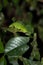Perinet chameleon, Calumma gastrotaenia Madagascar