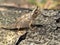 The Perinet leaf chameleon, Brookesia therezieni, belongs to the smallest chameleons, lives on the ground. Réserve Peyrieras